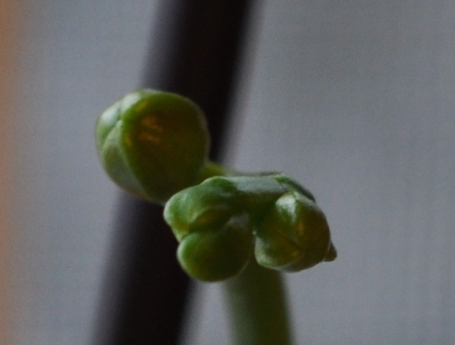 green orchid bud spike