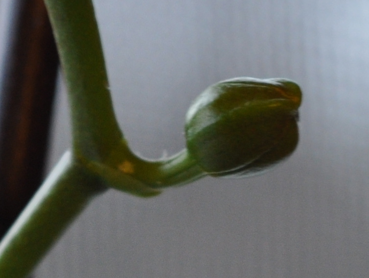 green bud forming