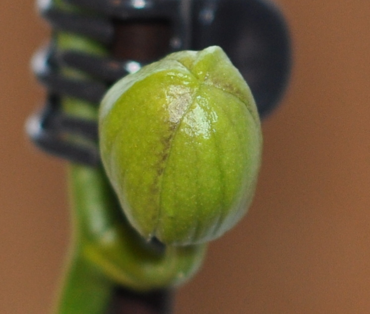 external ridges on bud