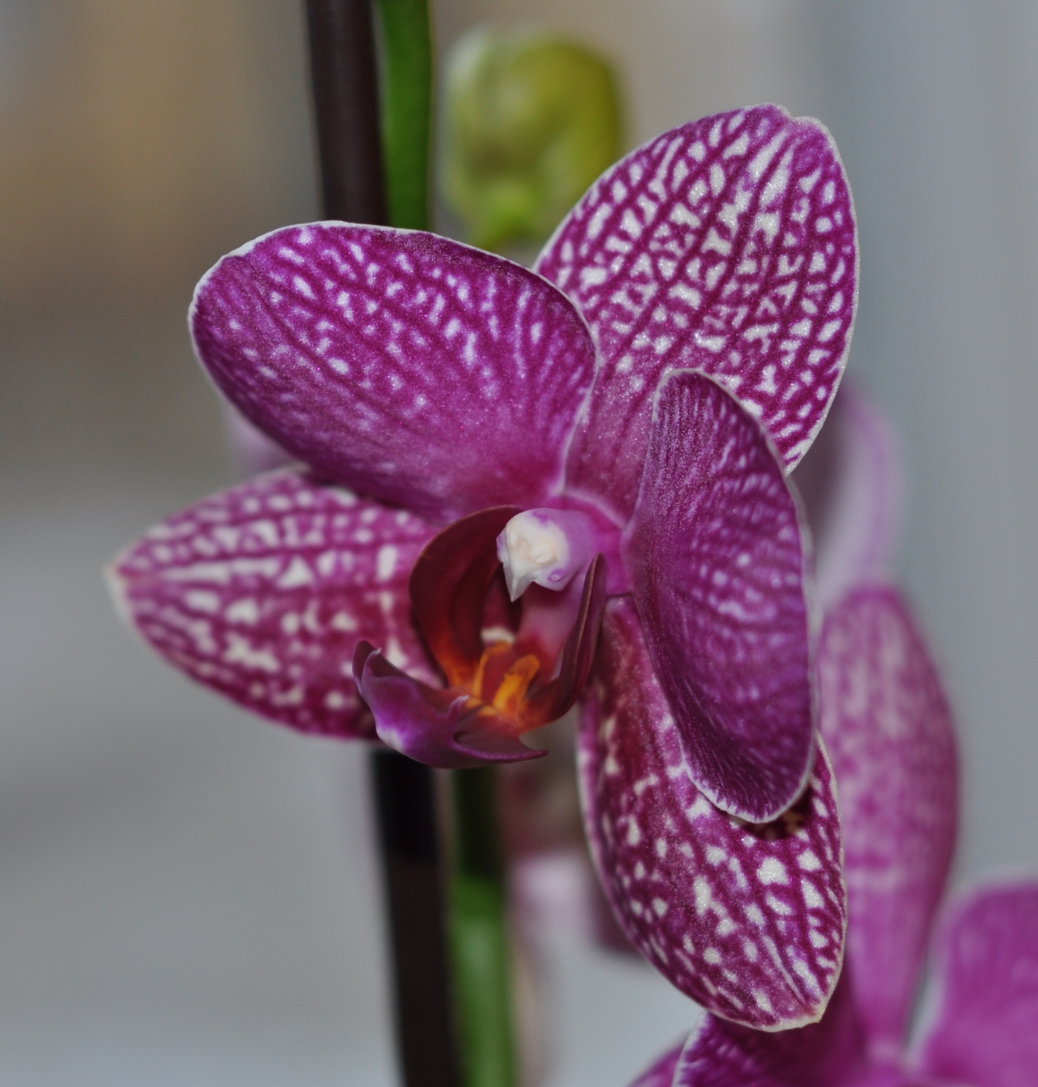 The flower, showing internal
              structure