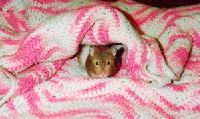 Percy under a blanket
